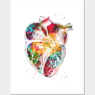 Heart section Posters and Art